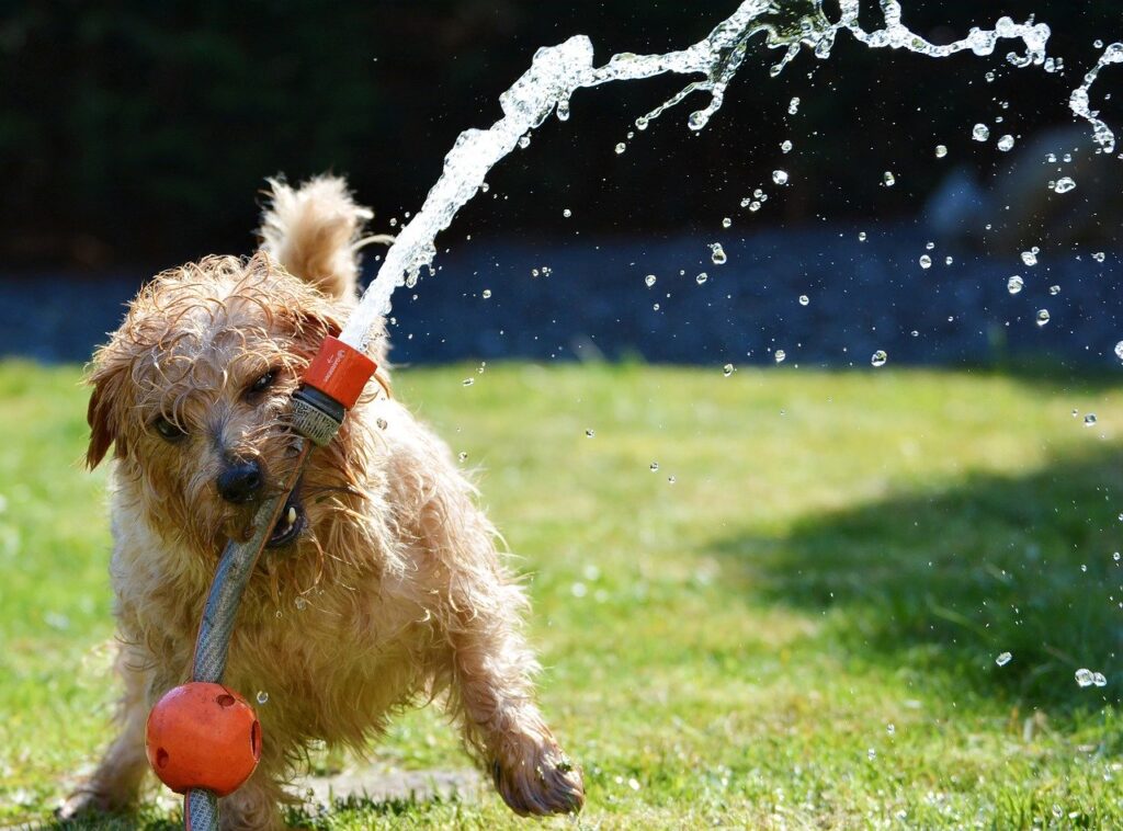 Dogs and Heat Exhaustion Things to Know Simply Doggies